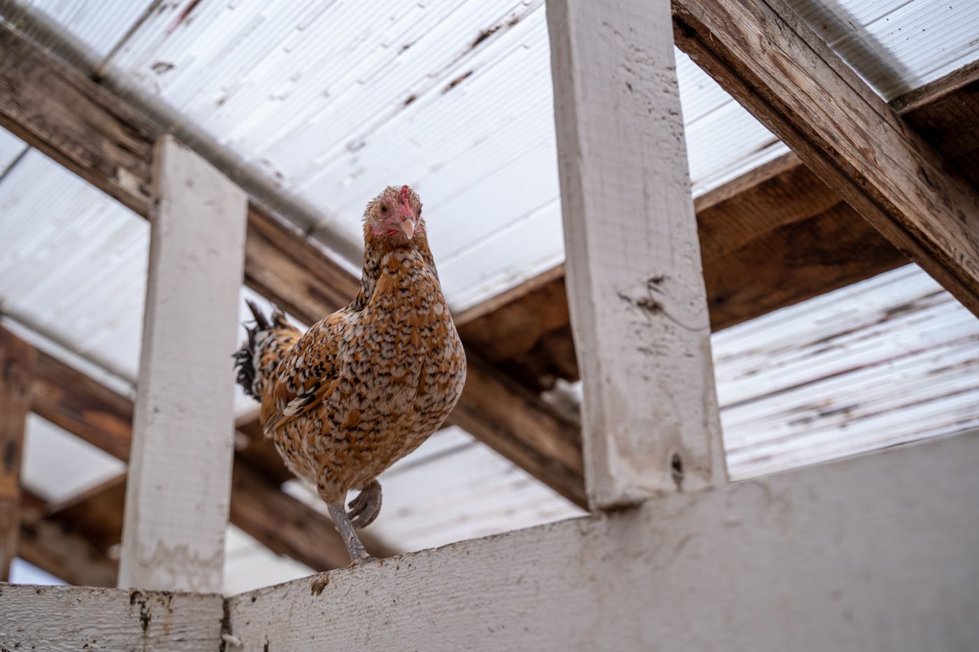 Chicken Coop Plans: Compare Designs Before Buying Materials